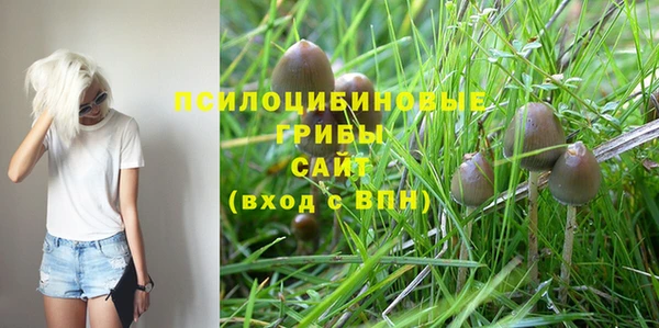 прущие грибы Новокубанск